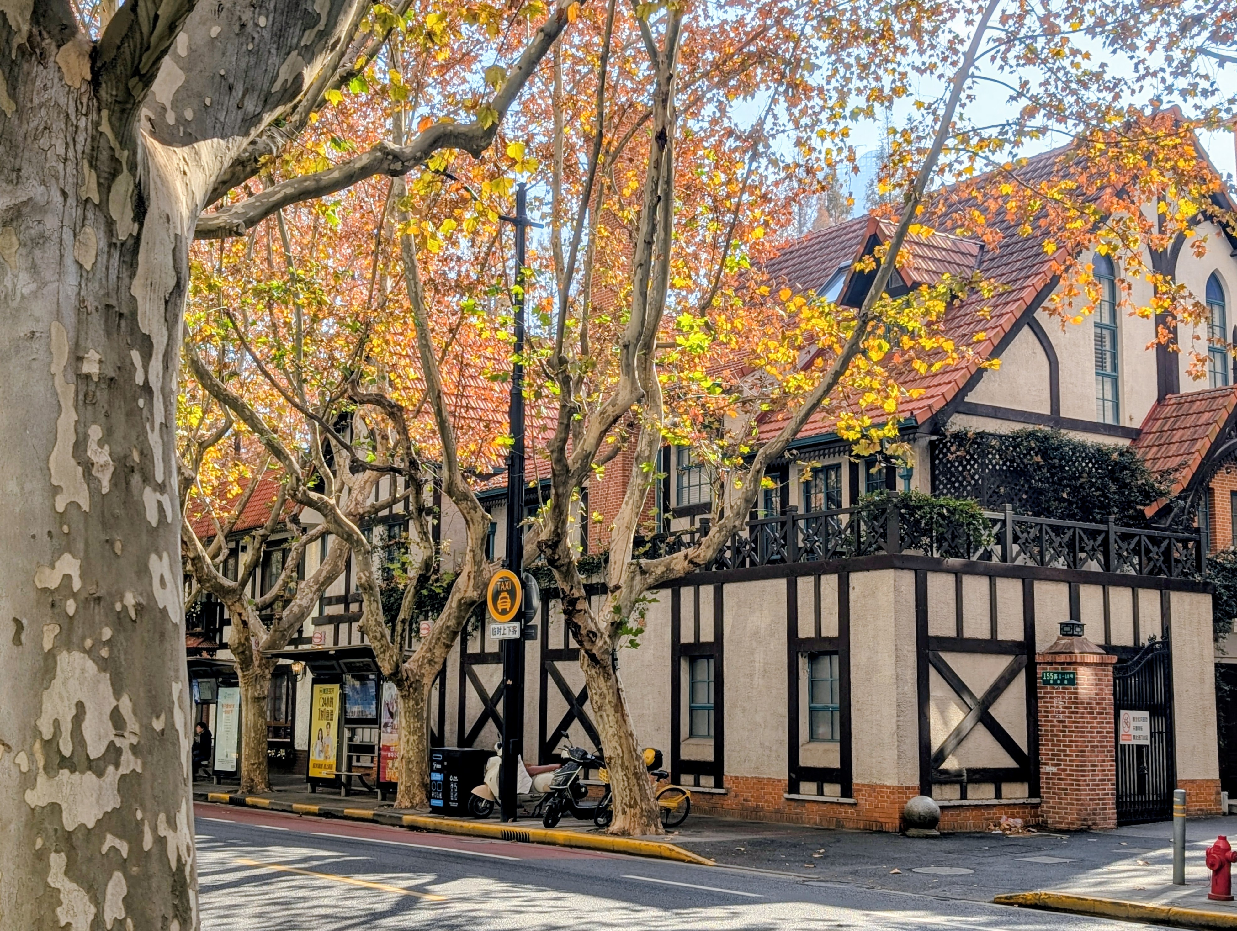 令人发狂的梧桐树